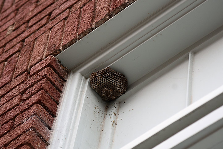 We provide a wasp nest removal service for domestic and commercial properties in Strand On The Green.